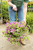Torenia - Hanging Basket 11 in