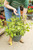 Salvia Hummingbird Falls - Hanging Basket 11 in