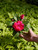 New Guinea Impatiens 4 in