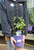 Clematis 'Bernadine™' - 1 gal