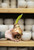 Amaryllis Mont Blanc