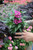 Pentas 5 in