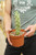 Cactus Myrtillocactus geometrizans - 6 in
