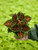 Coleus 4 in