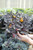 Ornamental Pepper 5 in