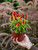 Ornamental Pepper 5 in