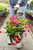 Mandevilla Hanging Basket 10"