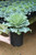Flowering Kale & Cabbage 6 in