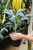 Flowering Kale & Cabbage 6 in