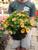 Petunia - Hanging Basket 11 in