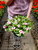 Vinca Flower - Hanging Basket 11 in
