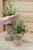 12" Greenup Pine Tree w/Cones (Faux)