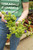 Torenia 4 in