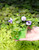Torenia 4 in