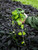 Vinca Vine 4 in