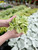Dorotheanthus 4 in