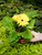 Gerbera Daisy - 5 in