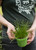 Fiber Optic Grass 4 in