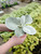 Senecio 4 in