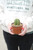 Mexican Fence Post Cactus 4"
