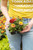 Marigold - 4 pack