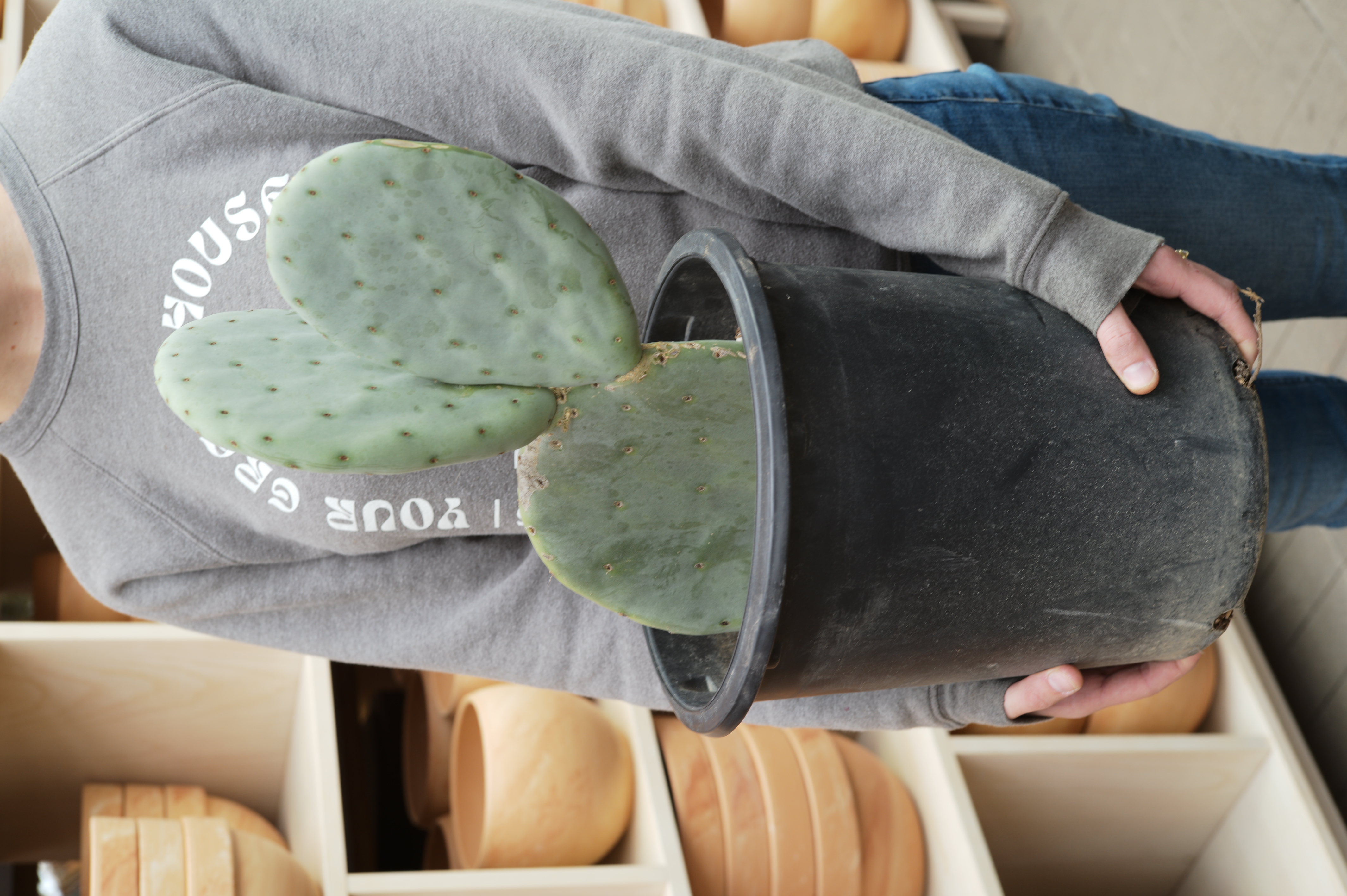 Prickly Pear: How to Grow and Care for Opuntia Cactus