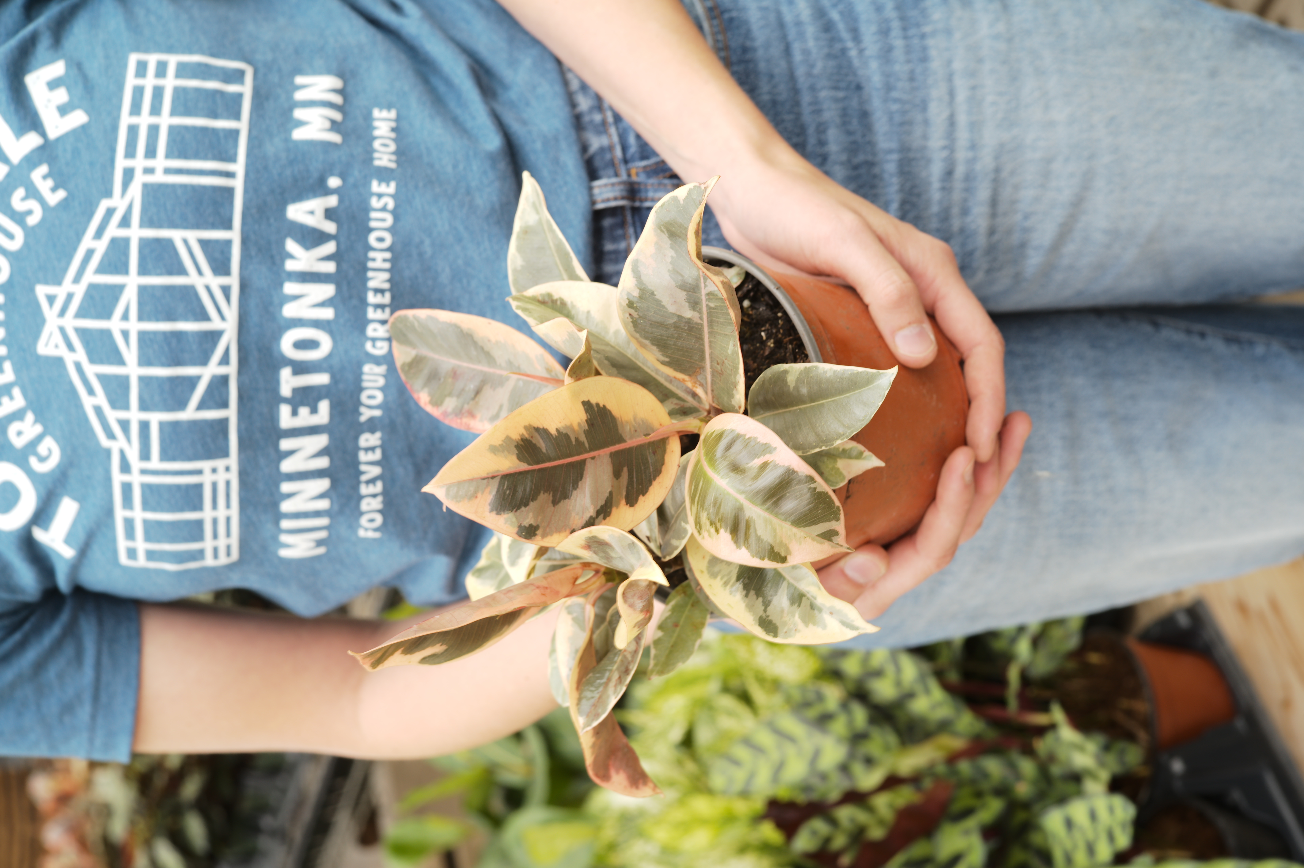Ficus Tineke - Tonkadale