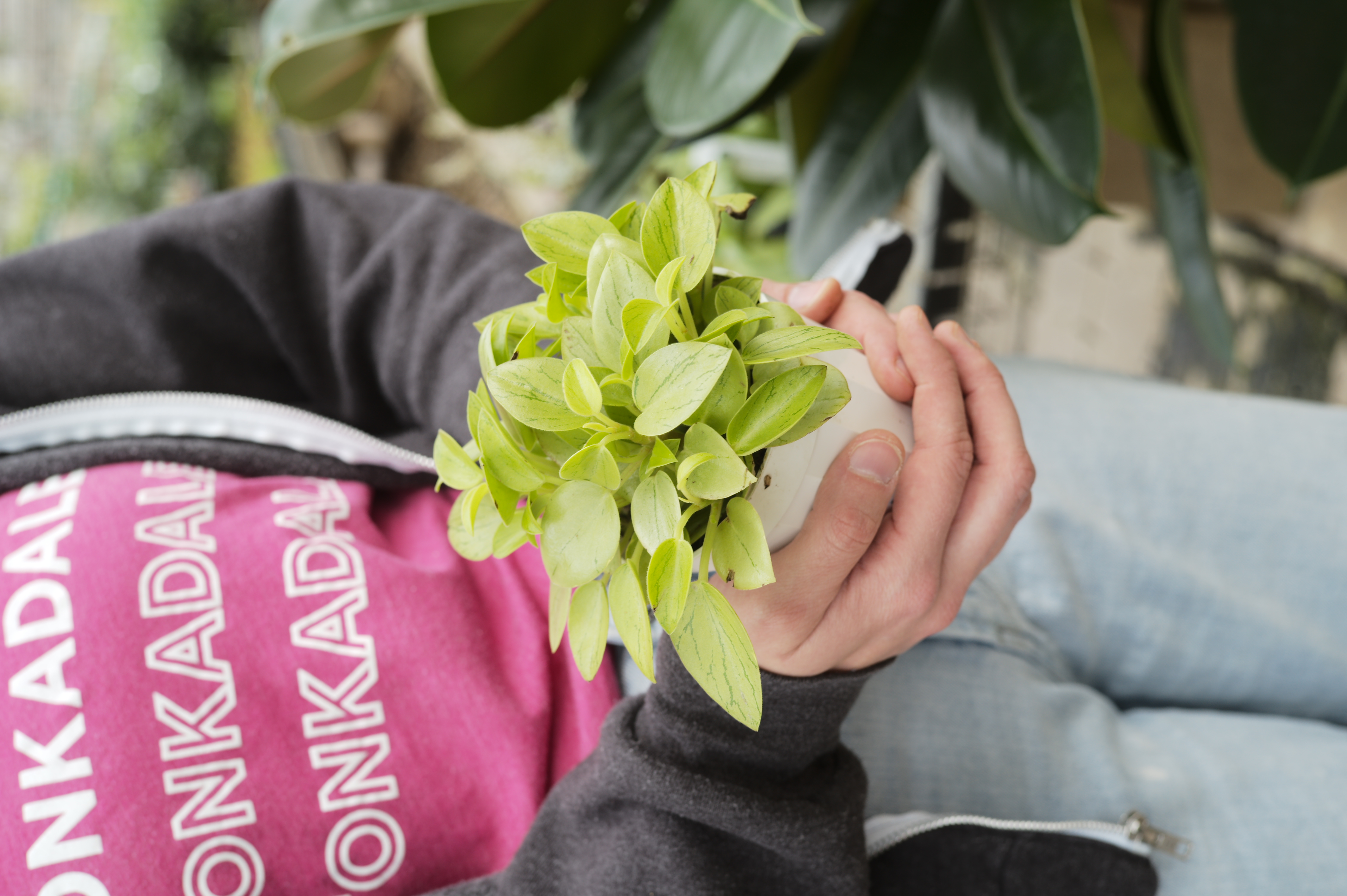 peperomia-pixie-lime-tonkadale