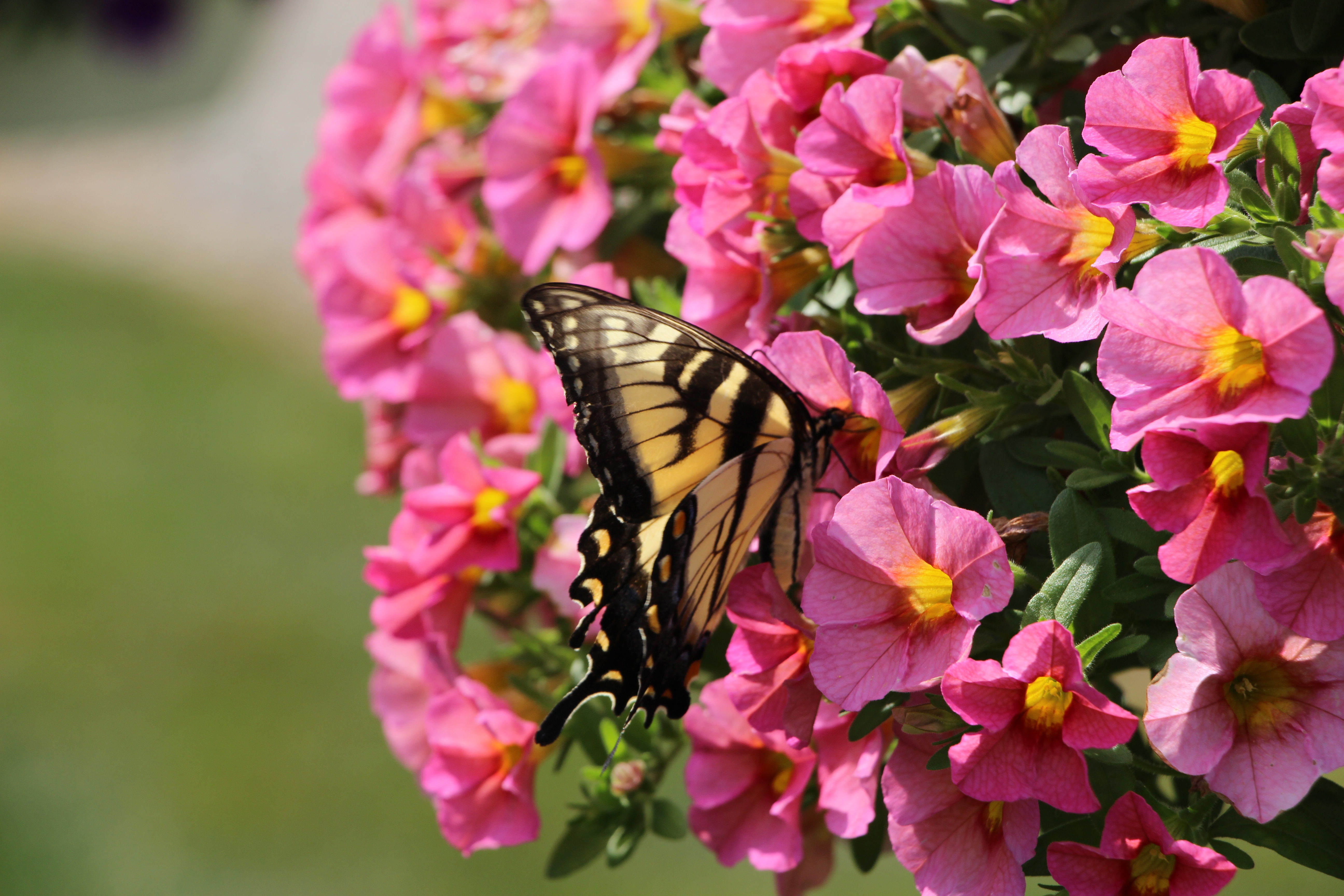 Annuals Perennials For Pollinators Tonkadale
