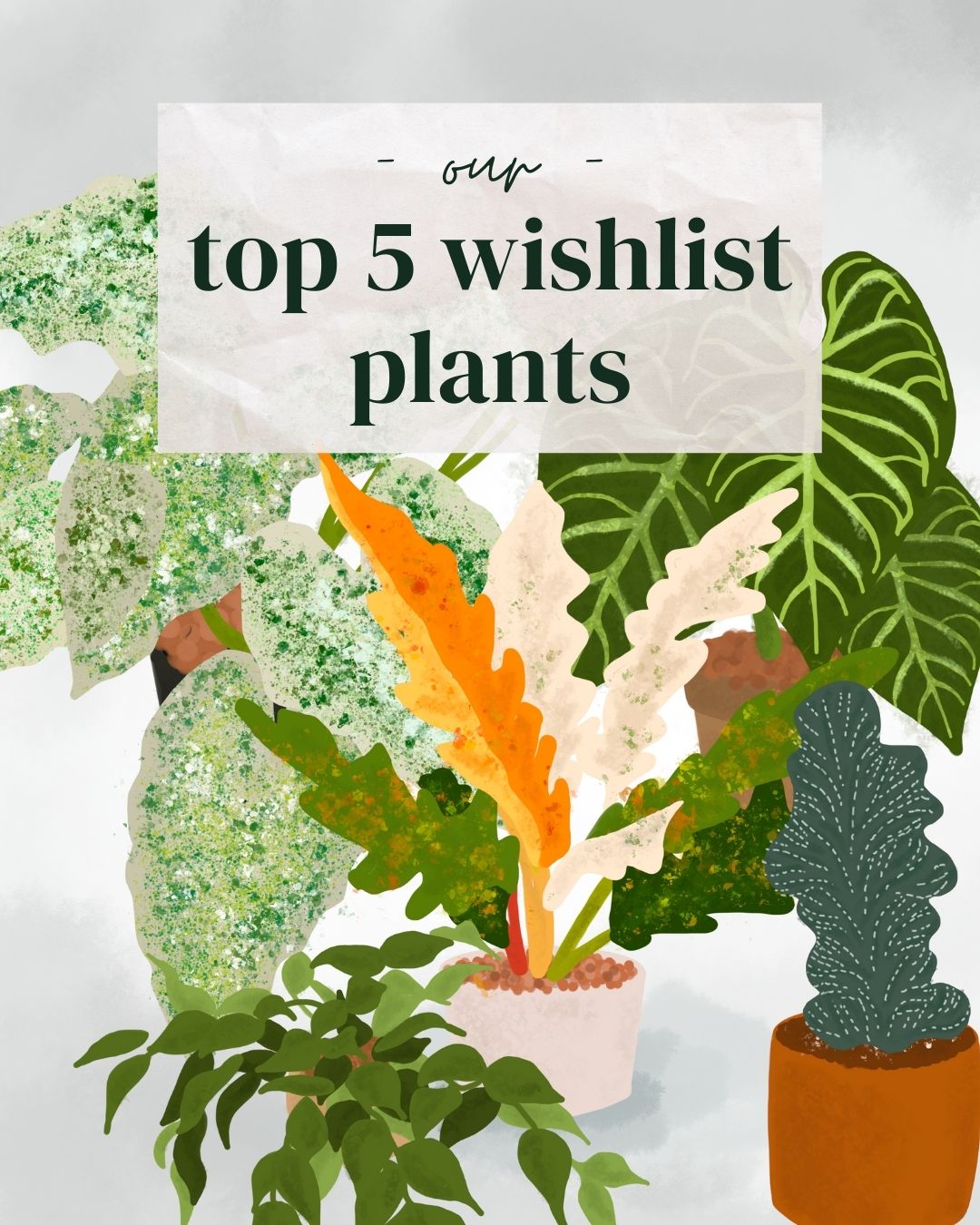 5 Indoor Plants on our (Realistic) 2021 Wishlist - Tonkadale