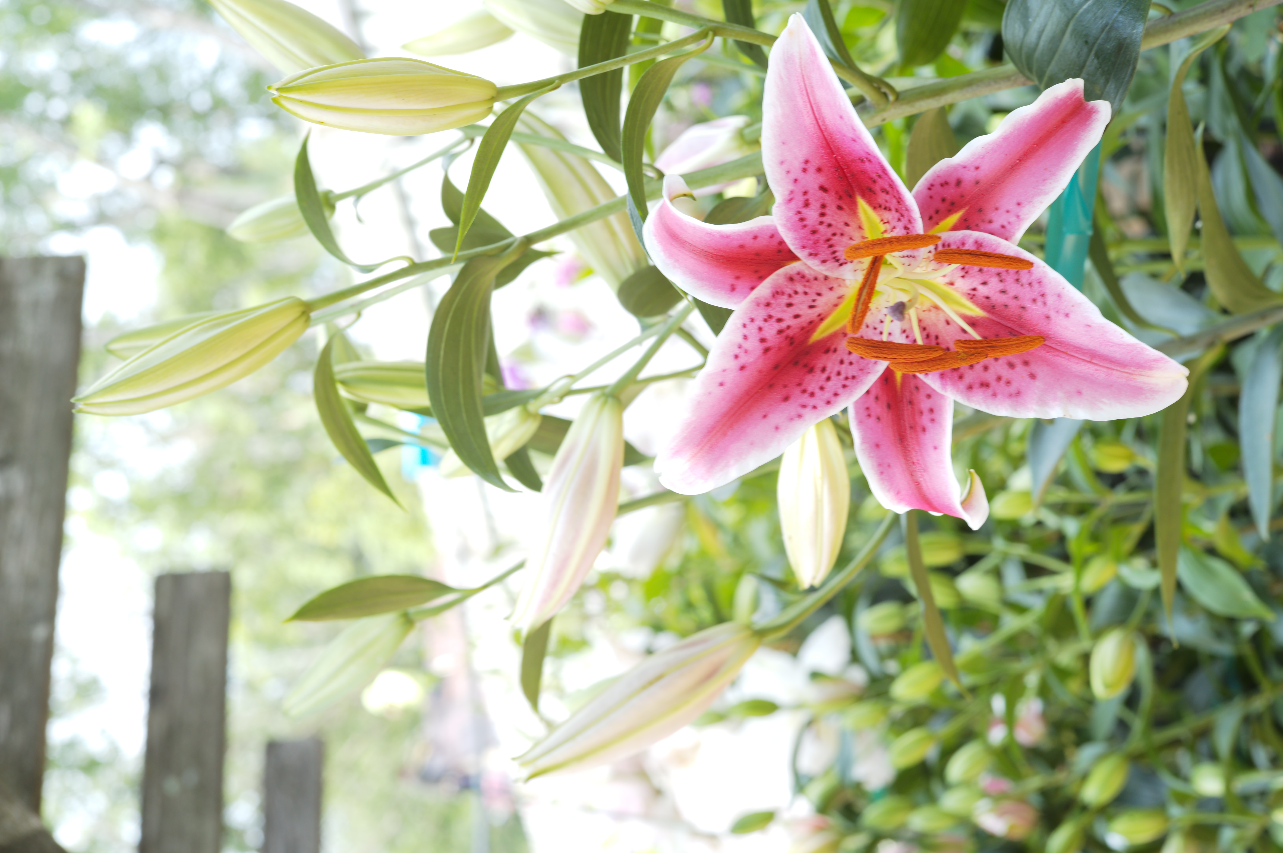 Creating a Cut Flower Garden - Tonkadale