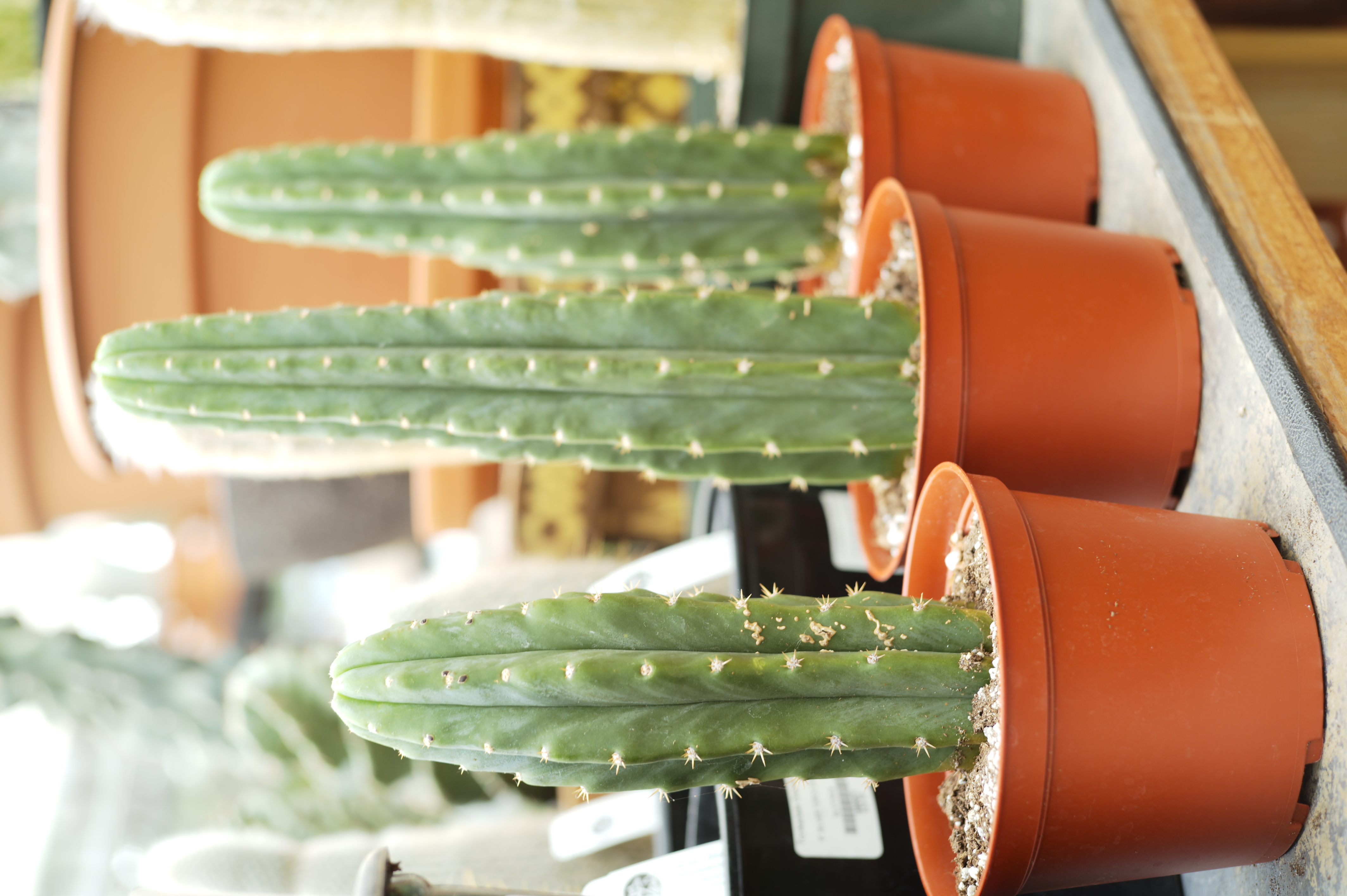 San Pedro Cactus - Tonkadale
