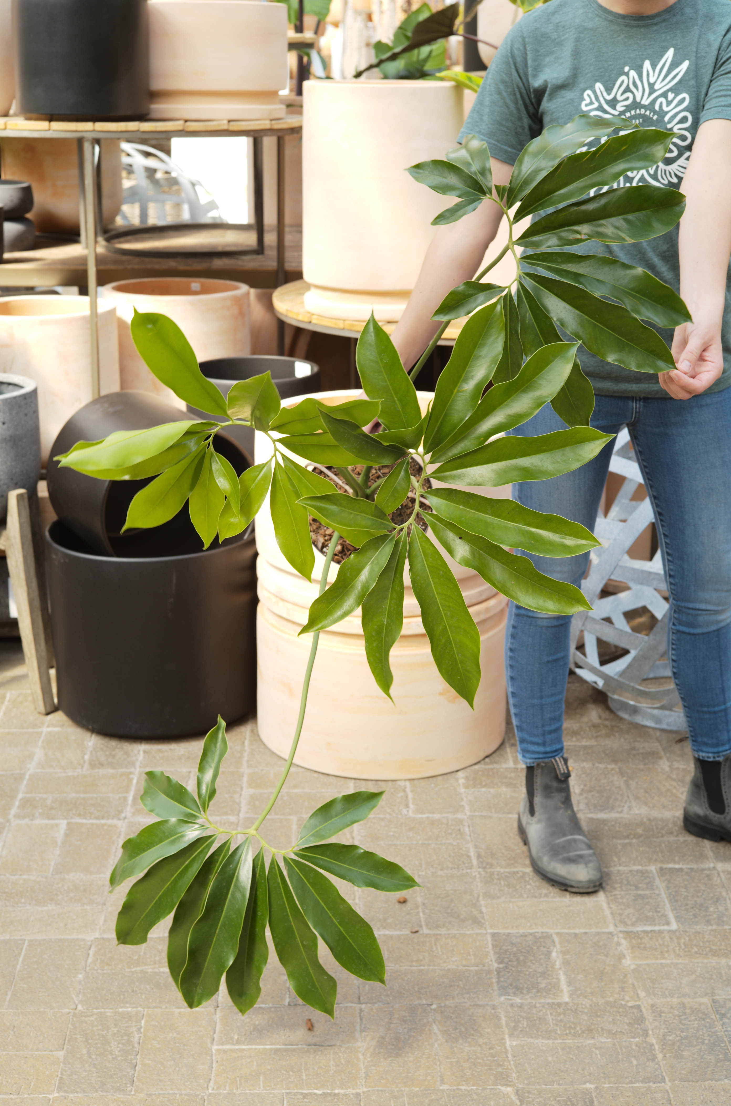 Philodendron Goeldii - Tonkadale