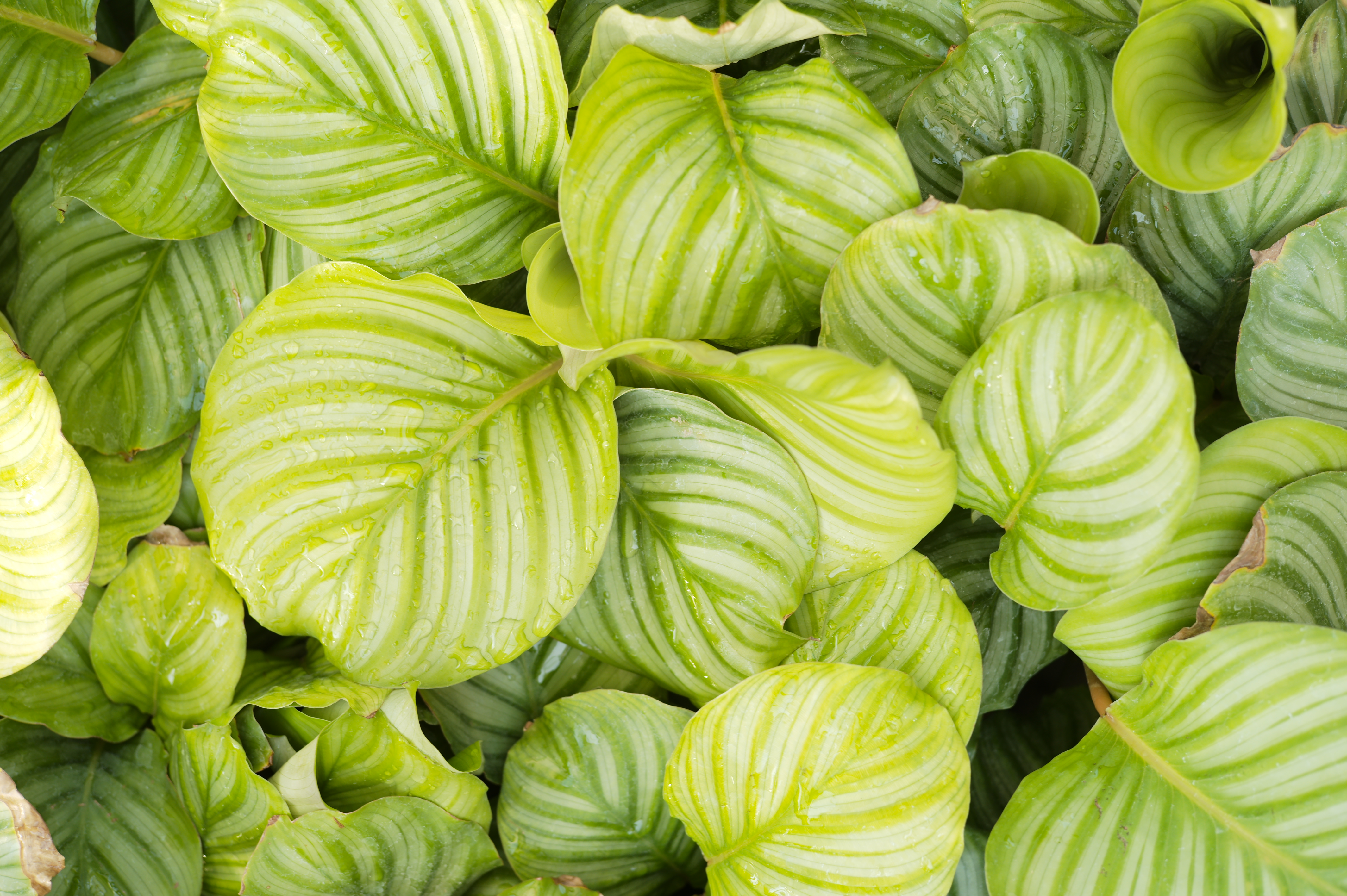 Calathea Orbifolia - Tonkadale