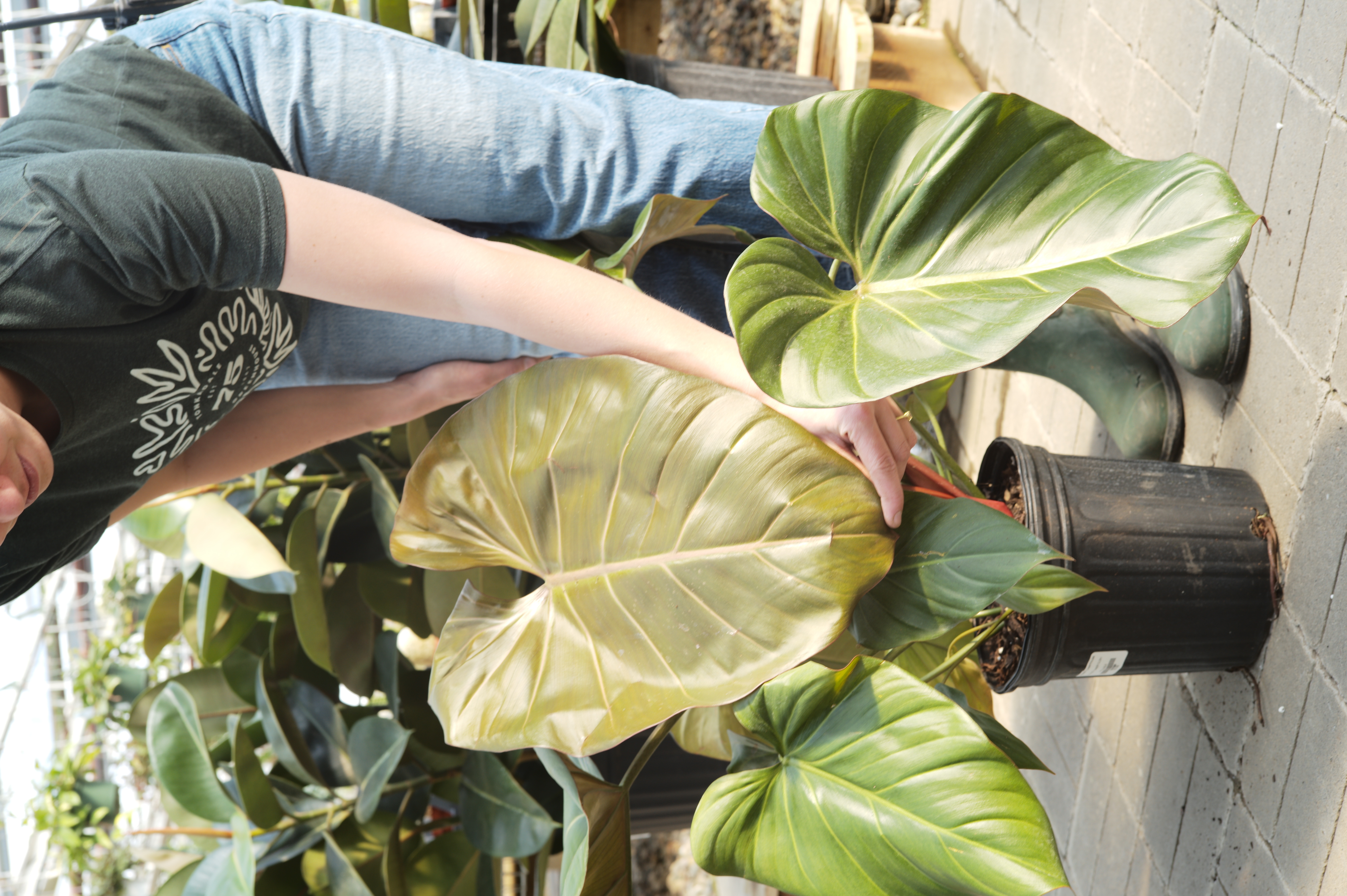 Philodendron Summer Glory - Tonkadale