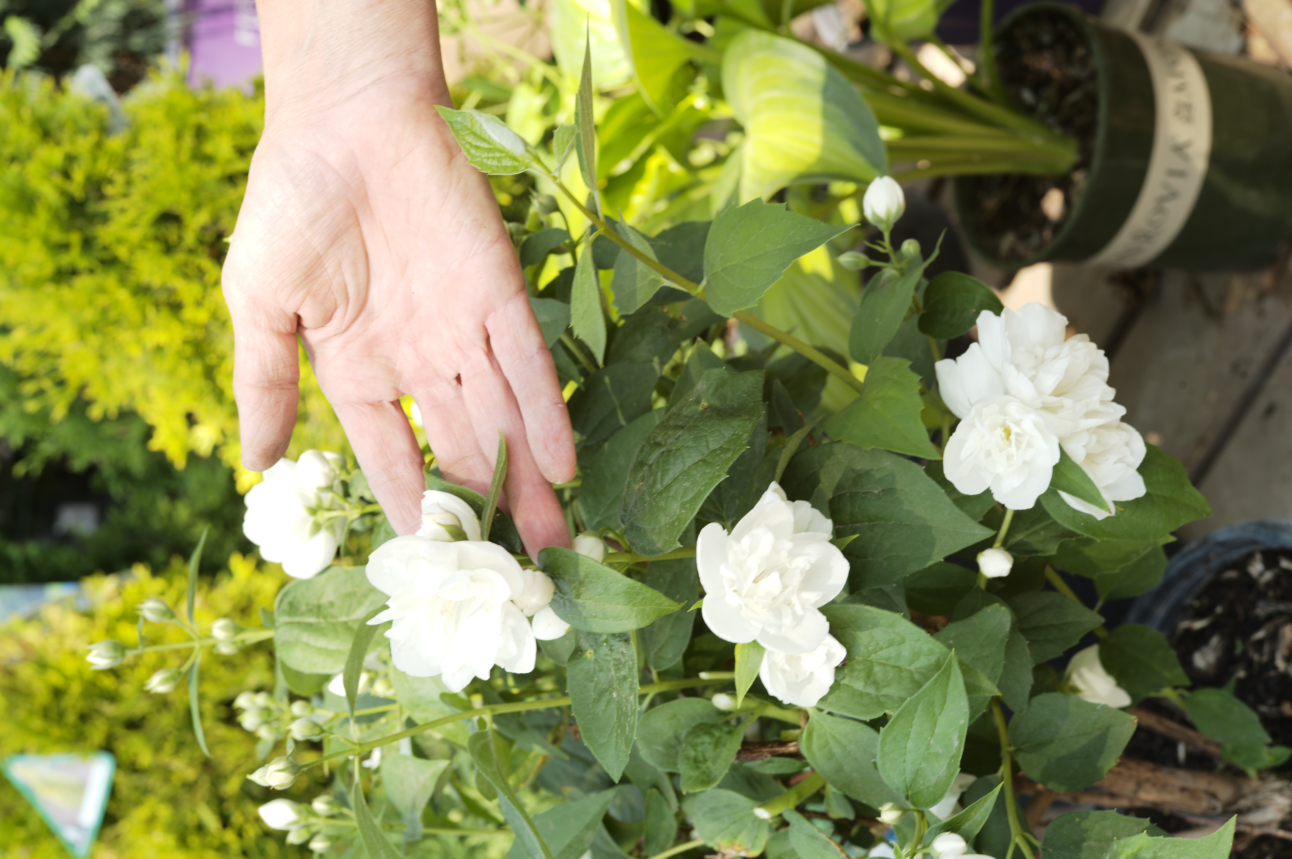 5 Common Pests and Diseases in the Perennial Garden - Tonkadale