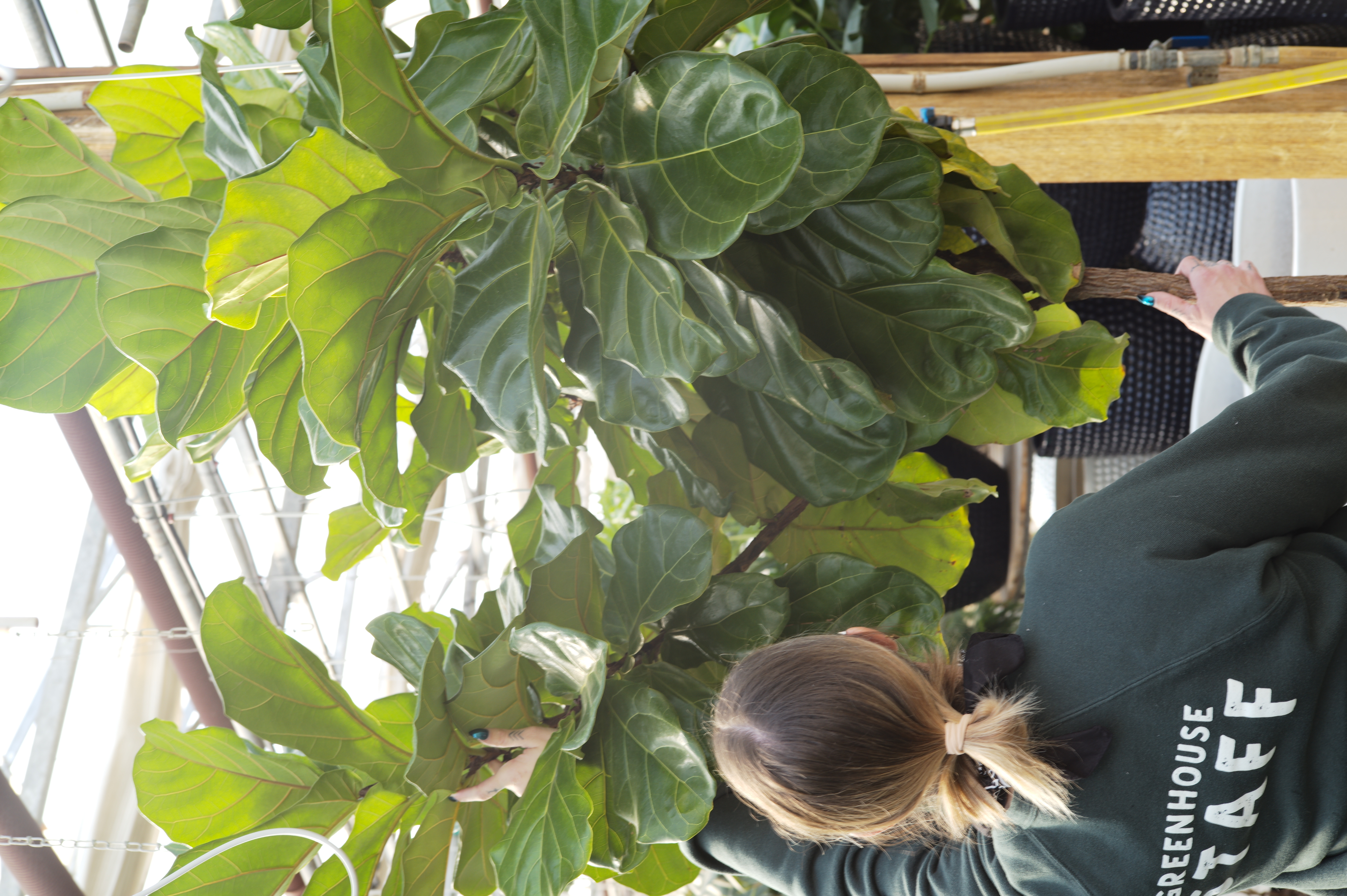 Fiddle Leaf Fig - Tonkadale