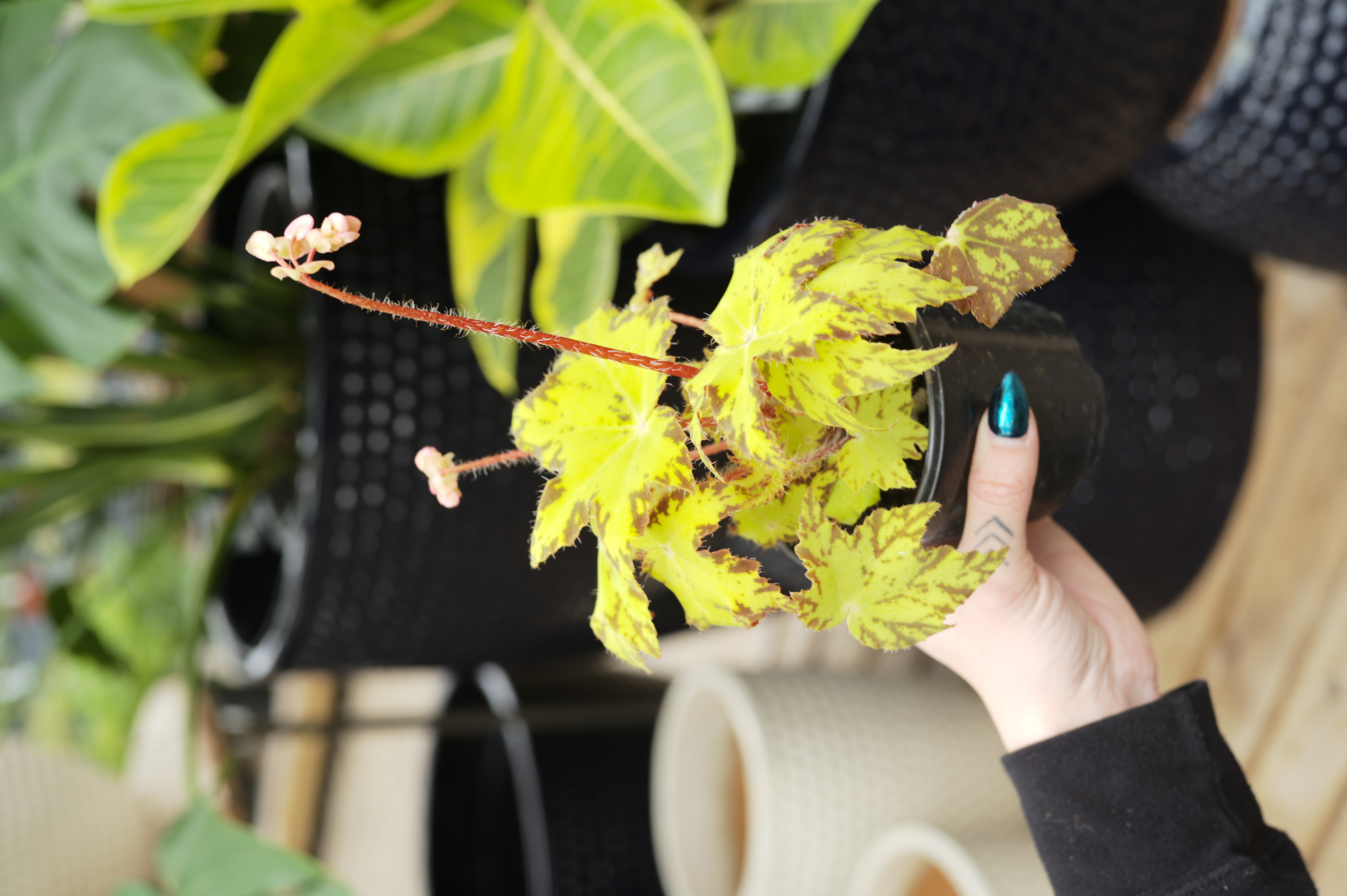 Begonia Geometry - Tonkadale