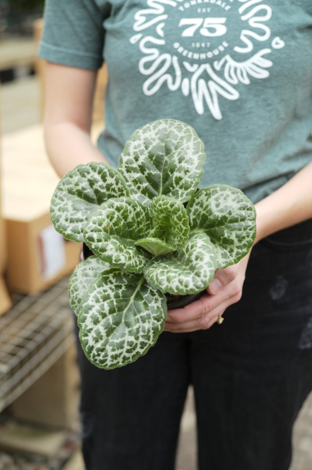Streptocarpus ‘Pretty Turtle’ - Tonkadale