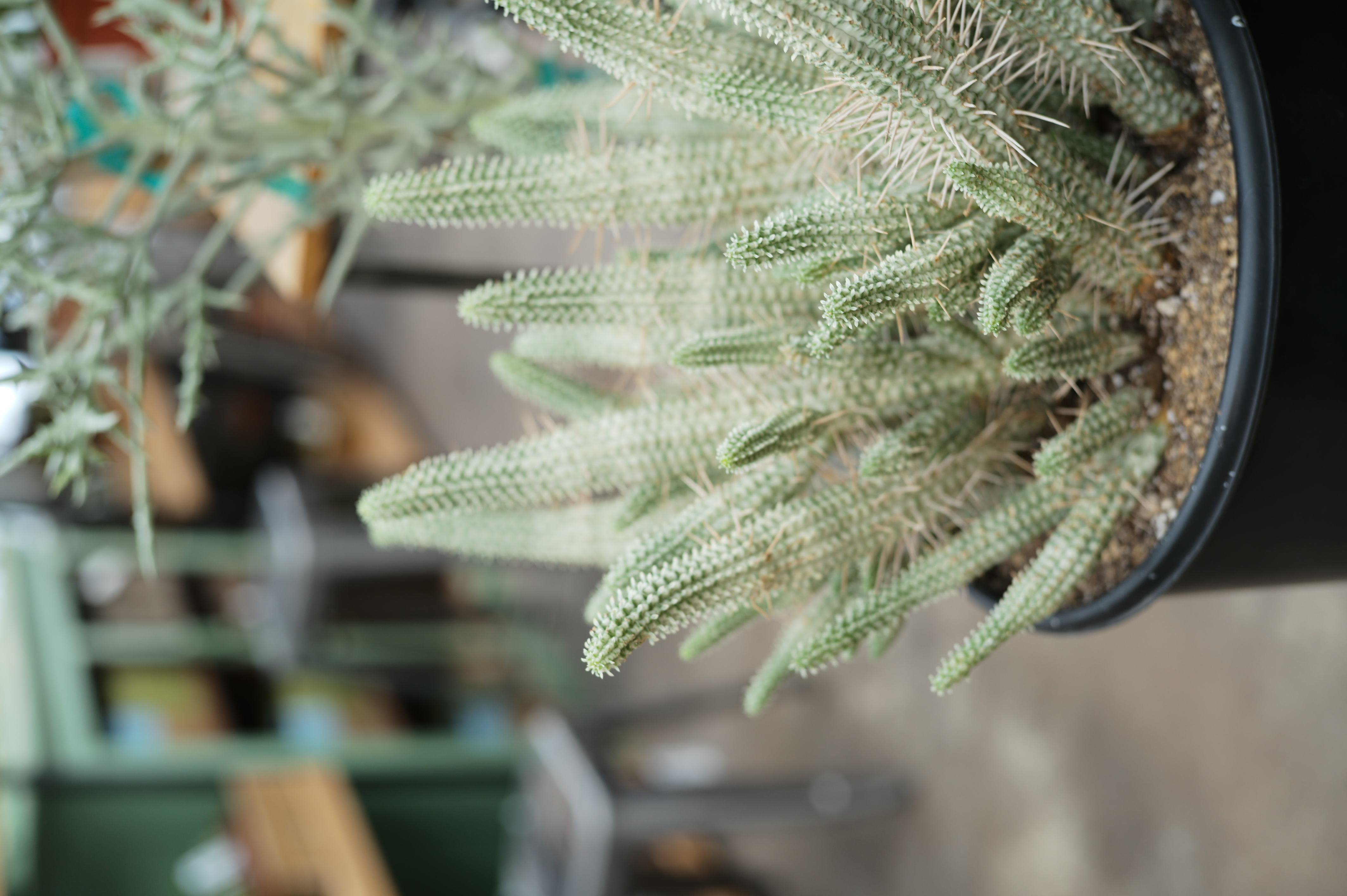 Euphorbia mammillaris 'variegata' - Tonkadale