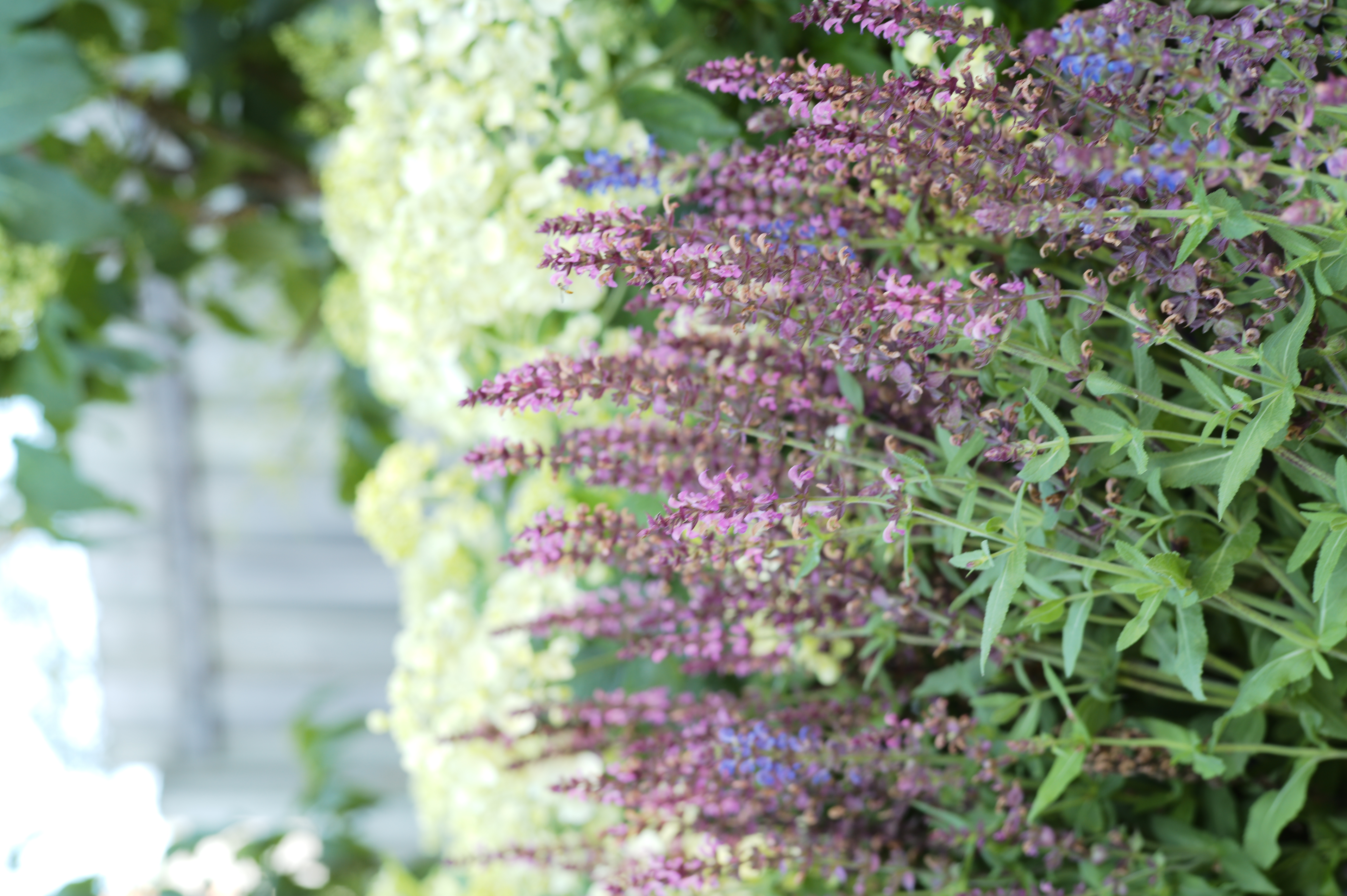 Fresh Picks: Exciting New Perennials in 2026 - Tonkadale