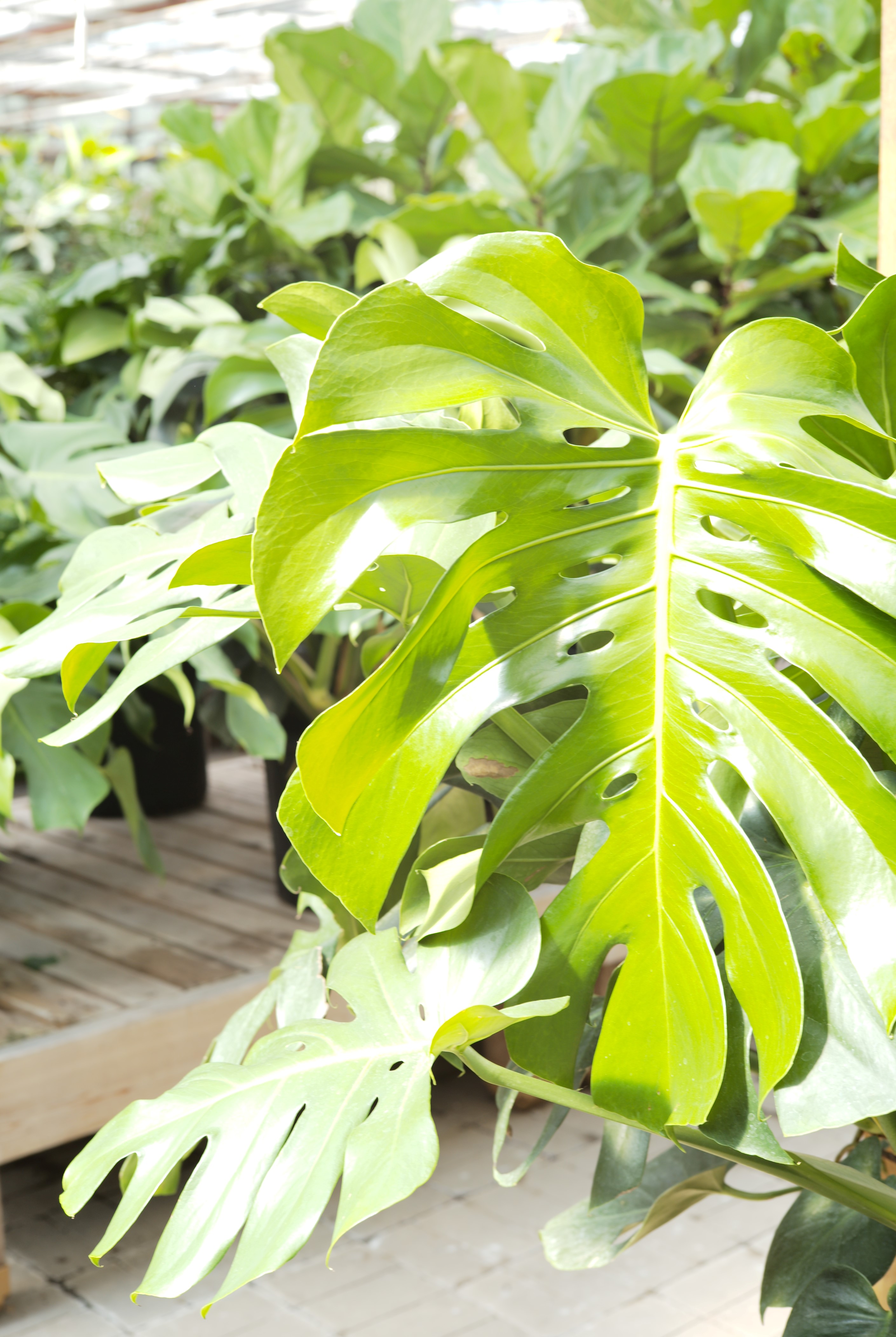 Monstera deliciosa - Tonkadale