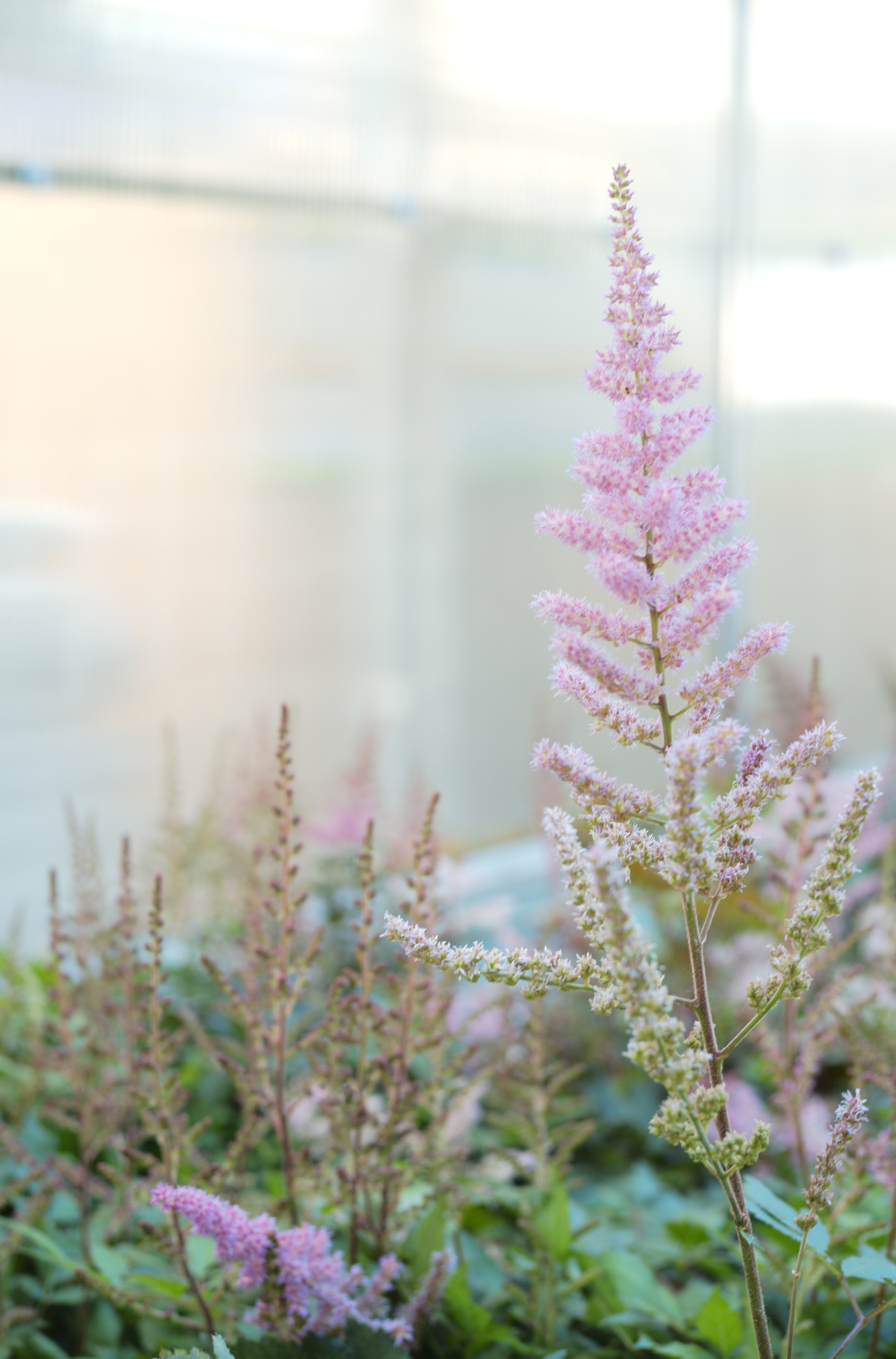 Astilbe - Tonkadale