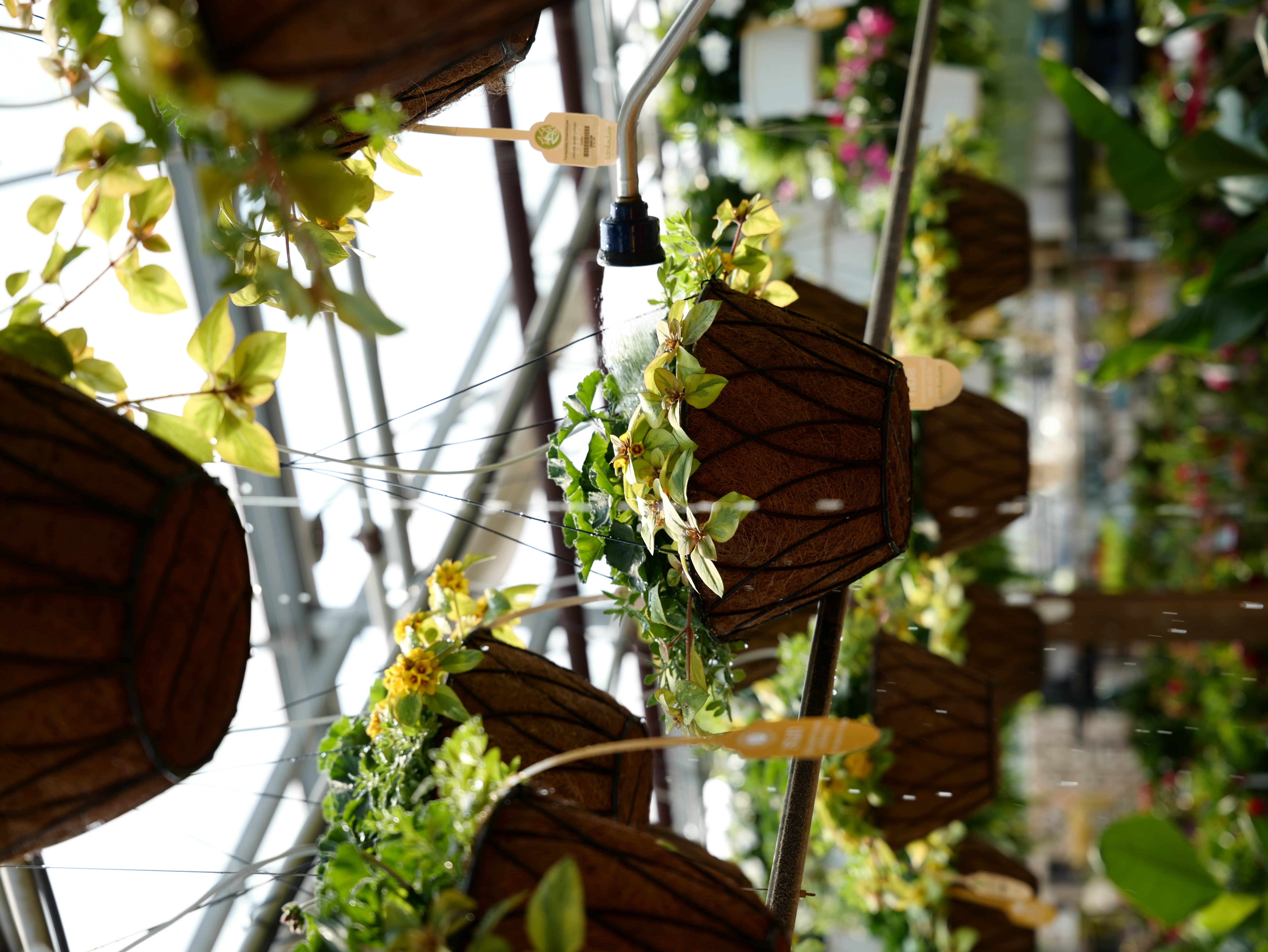 How to Care for Container Gardens and Hanging Baskets - Tonkadale