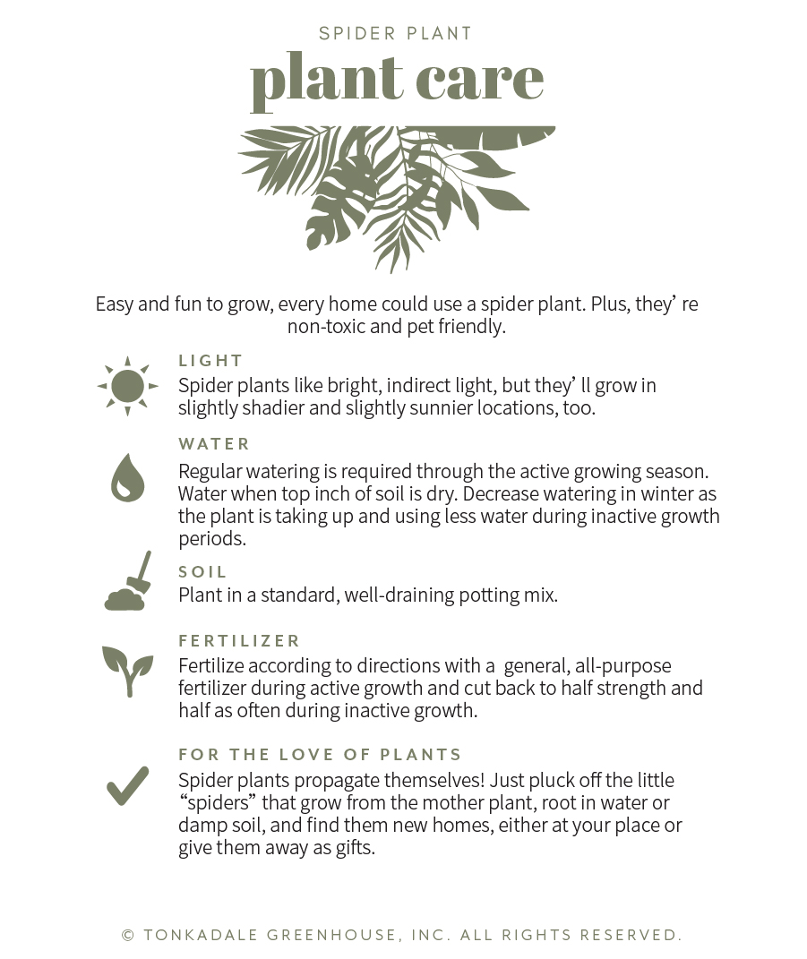 Spider Plant Care Guide 2023: Watering, Soil, Light, Propagation