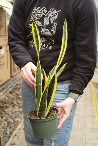 22_Sansevieria_BlackGold_6in__