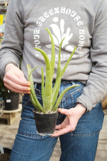 4" Aloe Vera - Tonkadale