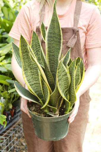 24_sansevieria_superba_10__997