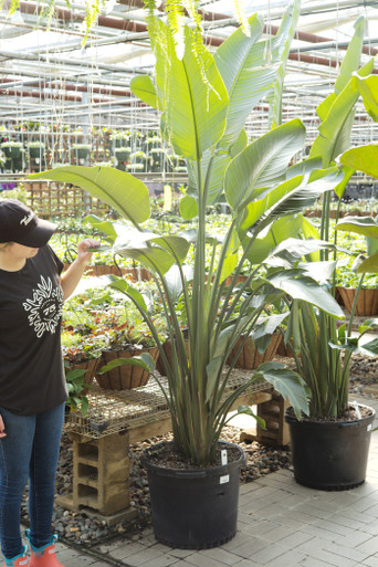 vitamin RHirotaka bird of paradise vitamin RHirotaka bird of paradise Giant Bird of Paradise