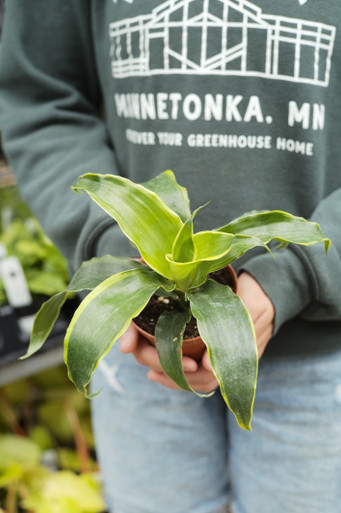 elefantenohr schädlinge Zwerg-Elefantenohr - Alocasia cucullata